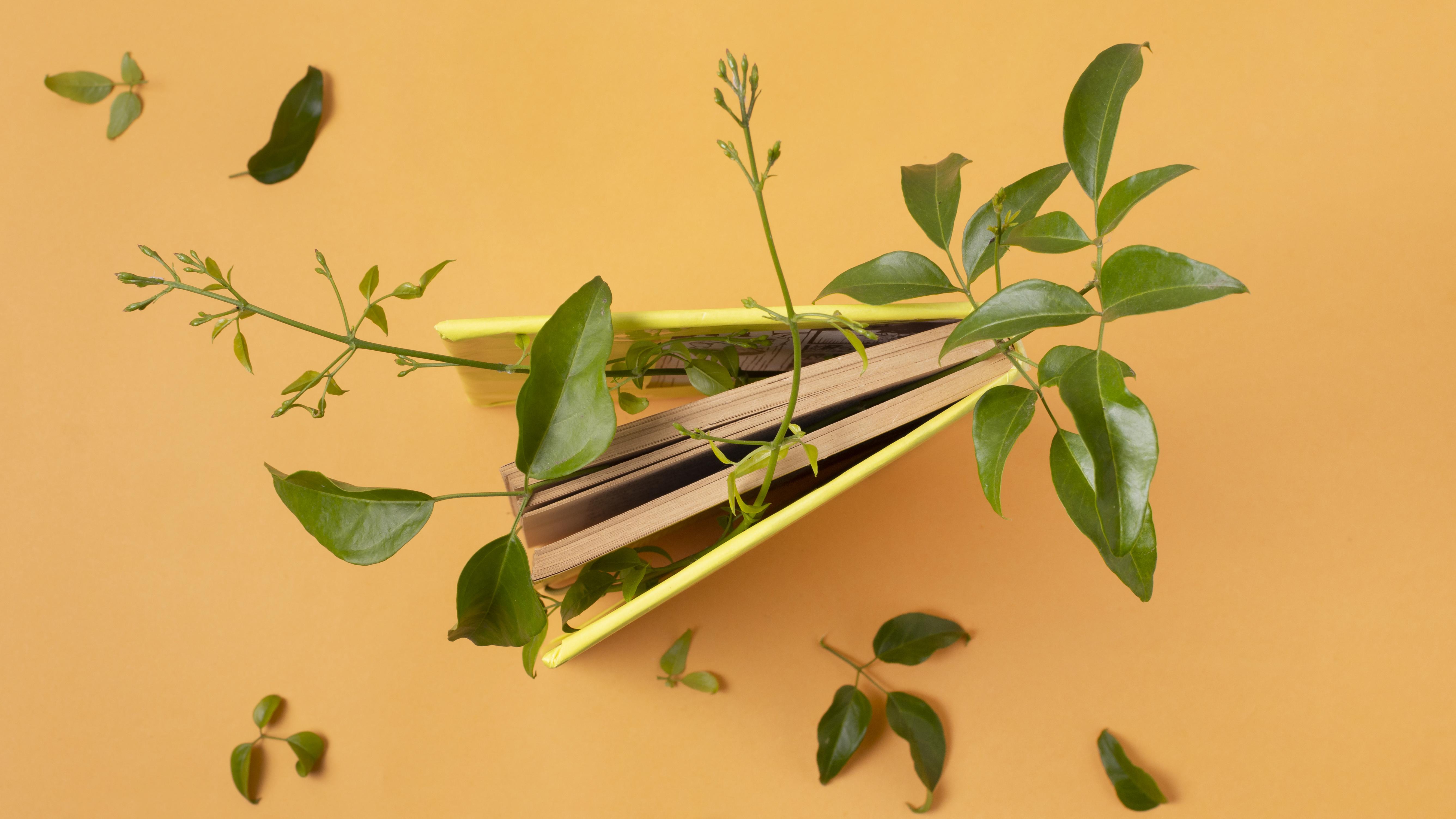 Indoor Plants